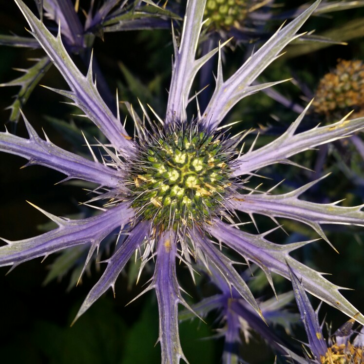 Plant image Eryngium x zabelii 'Jos Eijking' syn. Eryngium 'Sapphire Blue'