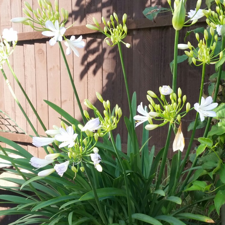 Plant image Agapanthus 'Thumbelina'