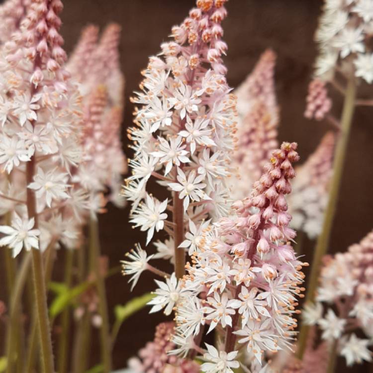 Plant image Tiarella cordifolia