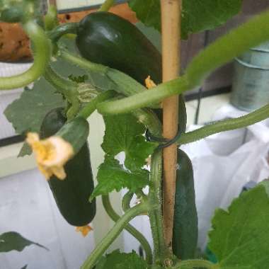 Cucumber