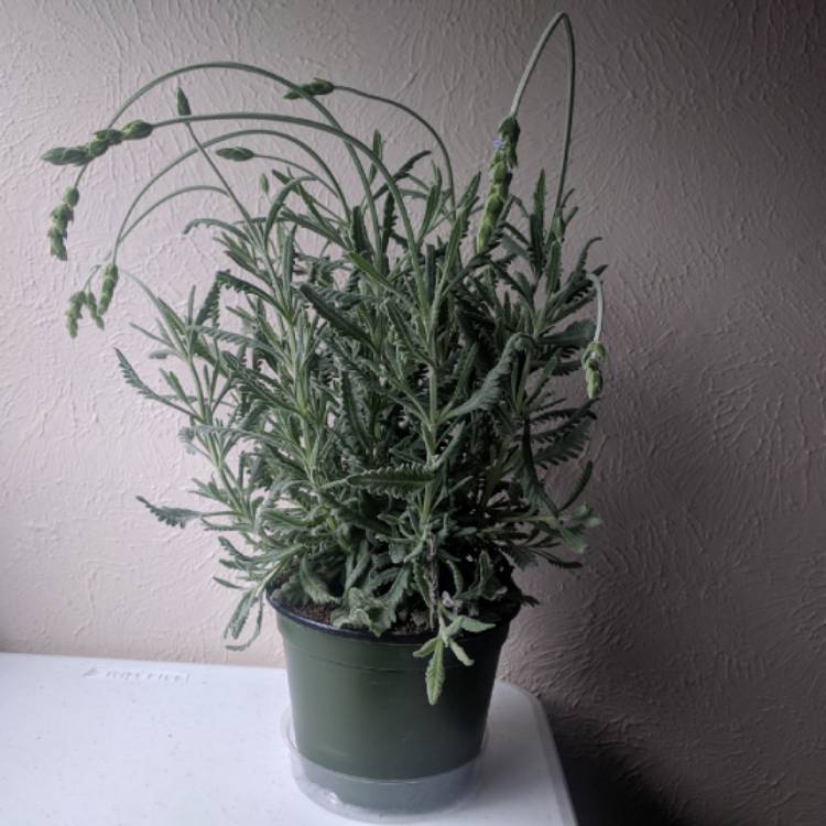 Plant image Lavandula x ginginsii 'Goodwin Creek Grey'