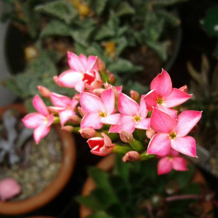 Plant image Kalanchoe x kewensis