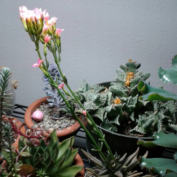 Plant image Kalanchoe x kewensis