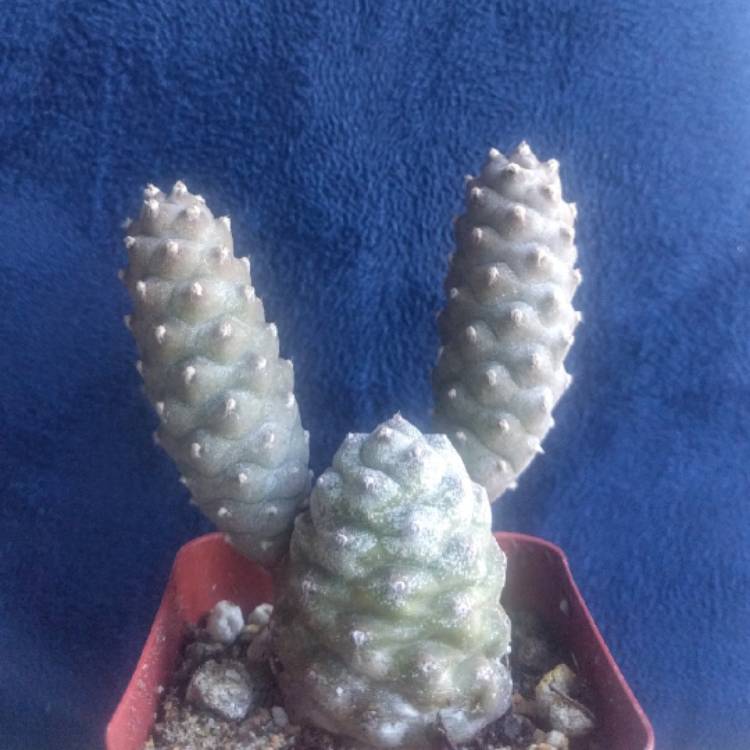 Plant image Tephrocactus articulatus 'Inermis' syn. Tephrocactus articulatus var. inermis