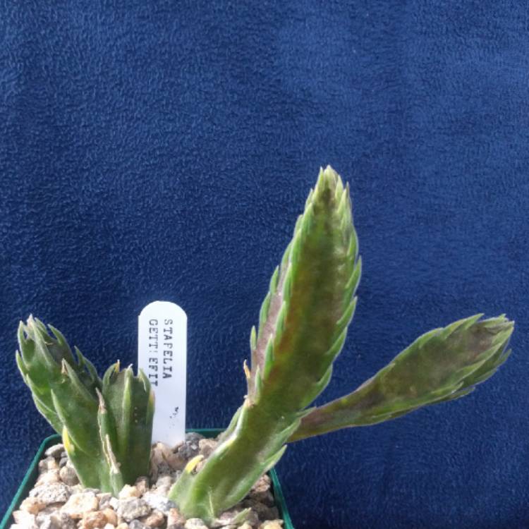 Plant image Stapelia gettleffii