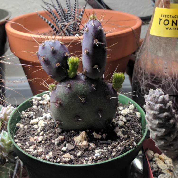 Plant image Opuntia Basilaris 'Baby Rita'