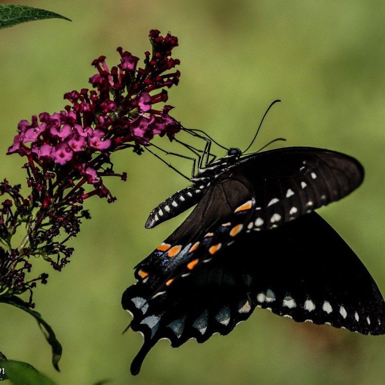 Plant image Buddleja 'Miss Molly'