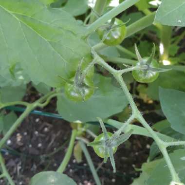 Solanum Lycopersicum 'Early Girl'