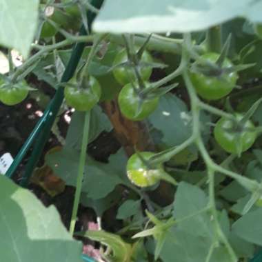 Solanum lycopersicum 'Black Krim'