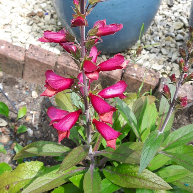 Plant image Digitalis Illumination Series