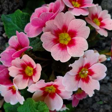 Primrose