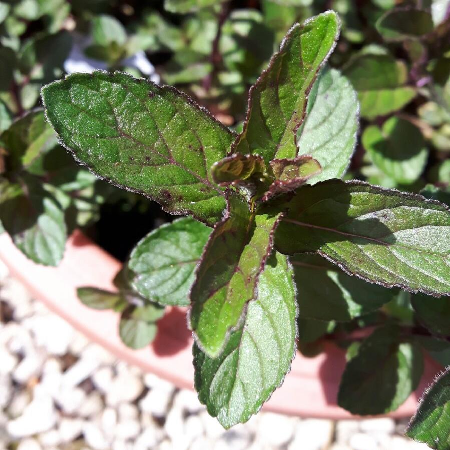 Plant image Mentha x piperita 'Black Peppermint'