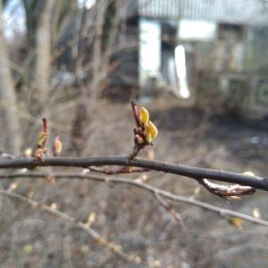 Cotoneaster