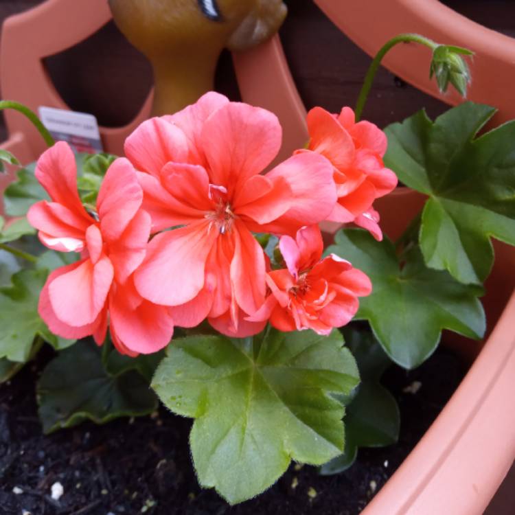 Plant image Pelargonium 'Decora Lilac' (Decora Series)