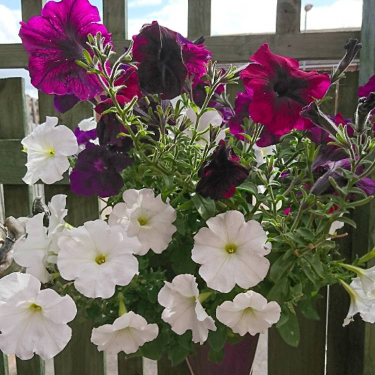 Plant image Petunia x hybrida 'F1 Ultra 'Blue'