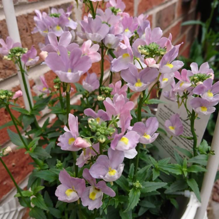 Plant image Nemesia maritana 'Sweet Lady'