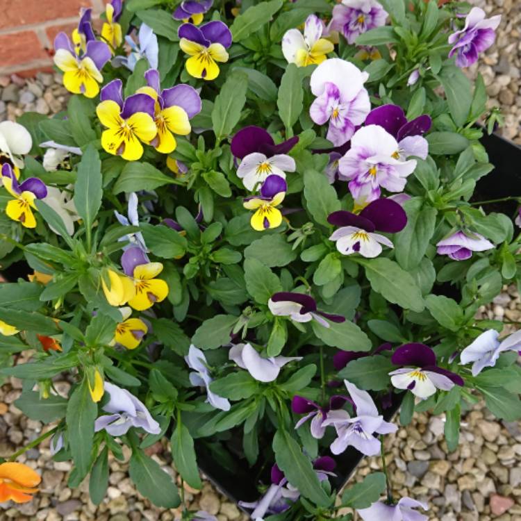 Plant image Viola x cornuta 'Sorbet Orange Duet'