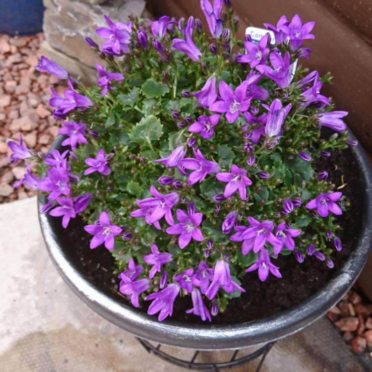 Campanula cochlearifolia 'Advance Blue', Fairy Thimble Bellflower ...