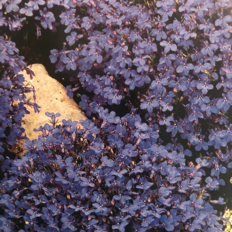 Plant image Lobelia Erinus 'Crystal Palace'