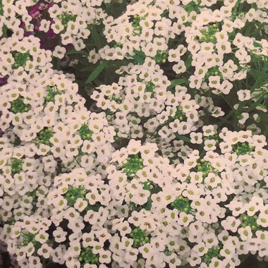 Sweet Alyssum 'Carpet Of Snow'