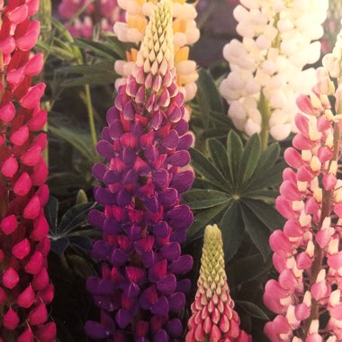 Lupin 'Festival Mix'