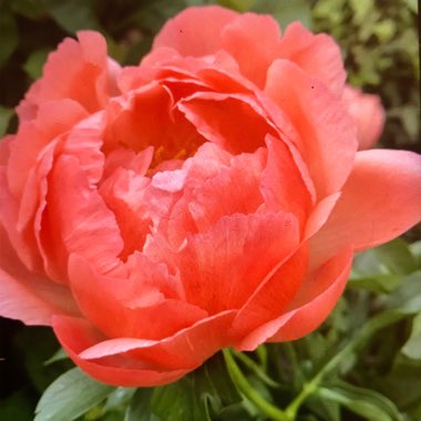 Peony