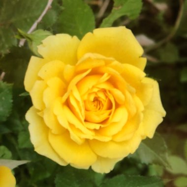 Rose (Hybrid Tea)