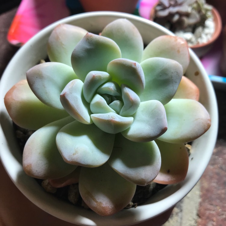 Plant image Echeveria Ice Green