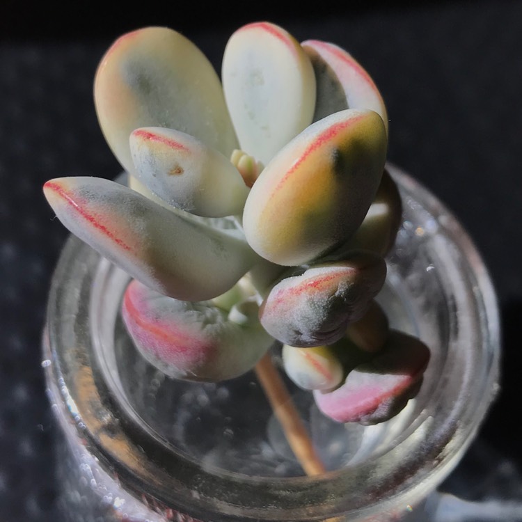 Plant image Cotyledon Orbiculata CV Fukushima variegated