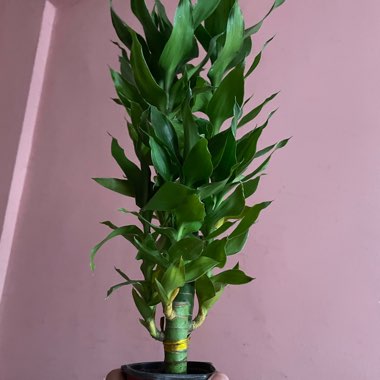 Lotus Bamboo