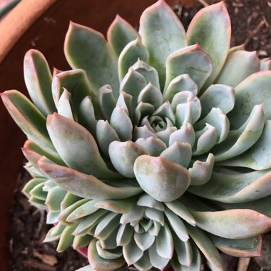 Echeveria 'Violet Queen'