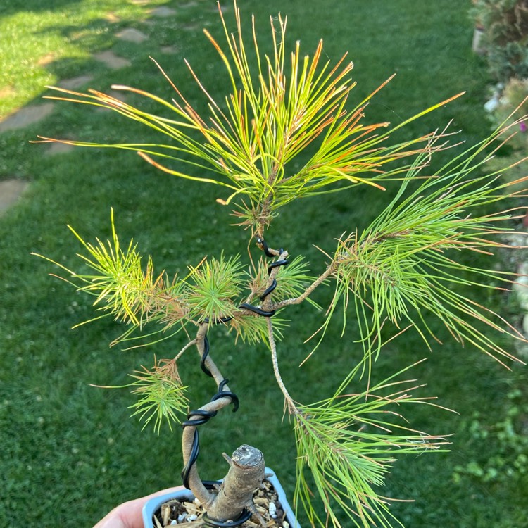 Plant image Pinus mugo 'Golden Glow'