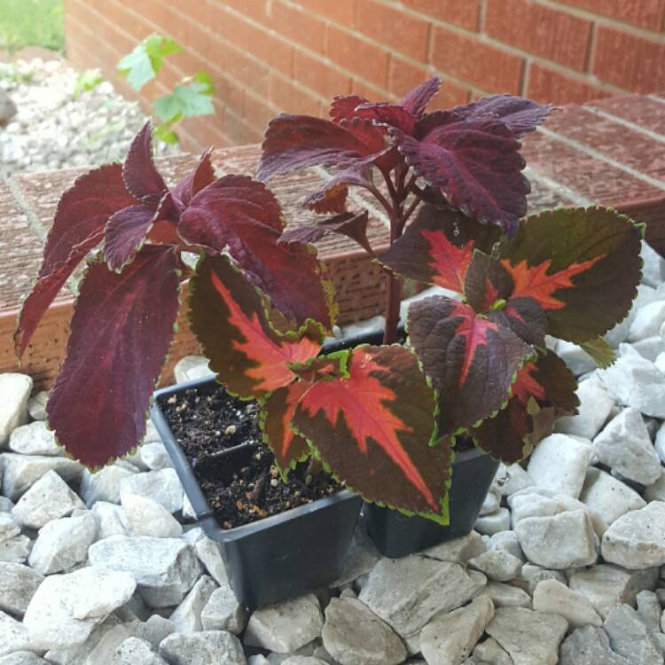 Plant image Solenostemon scutellarioides 'Chocolate Mint'