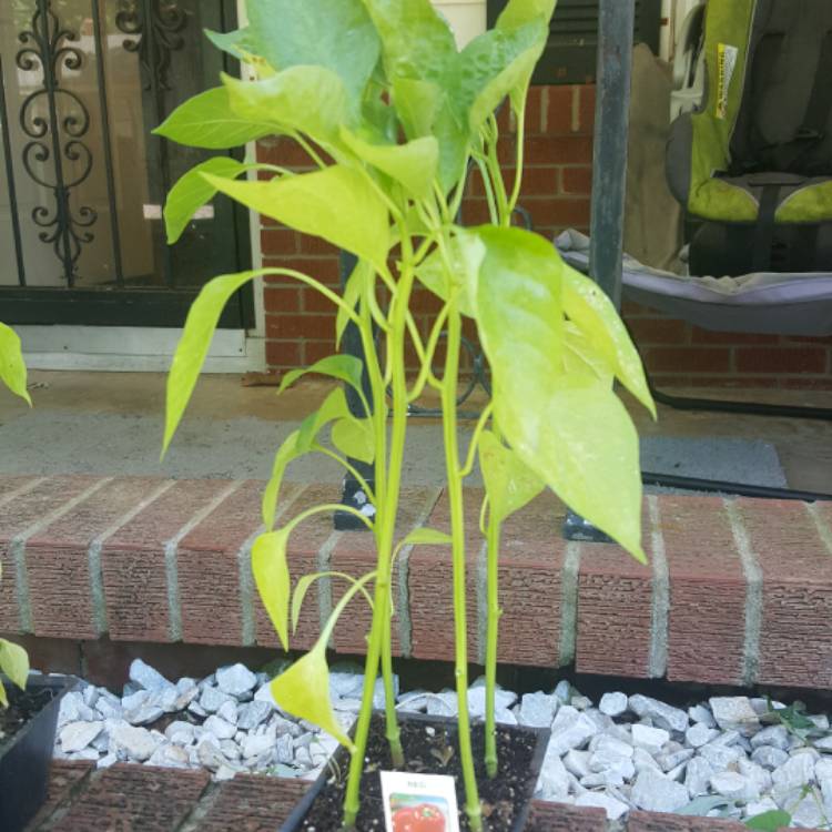 Plant image Capsicum 'Redskin'