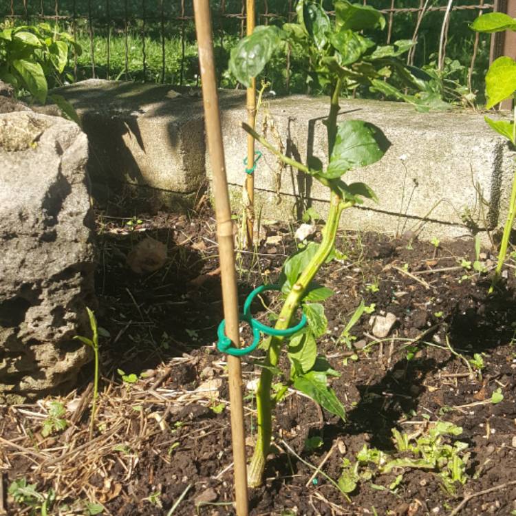 Plant image Capsicum 'Redskin'