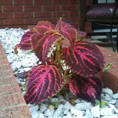 Coleus 'Chocolate Mint'