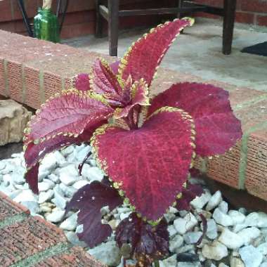 Coleus 'Chocolate Mint'