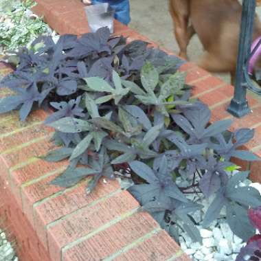 Blackie Sweet Potato Vine