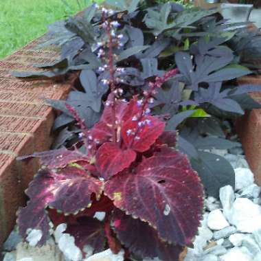 Coleus 'Chocolate Mint'