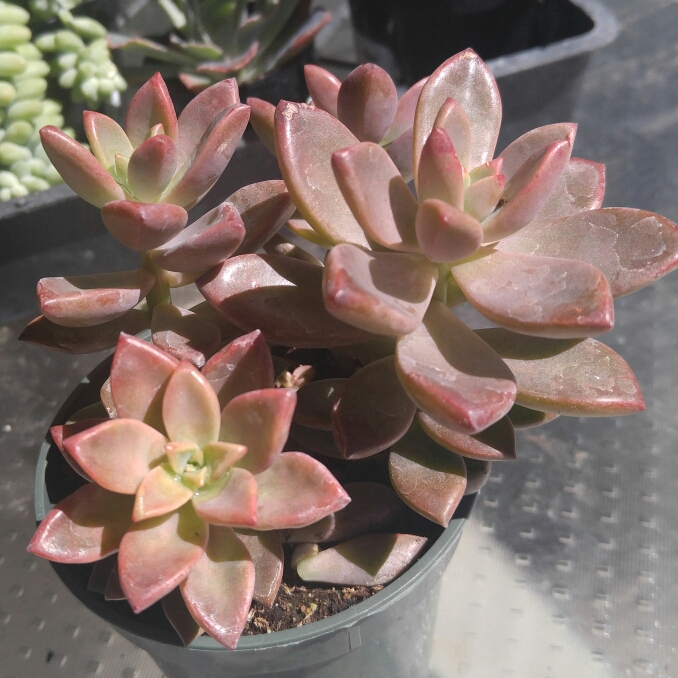 Plant image Graptopetalum Copper Rose