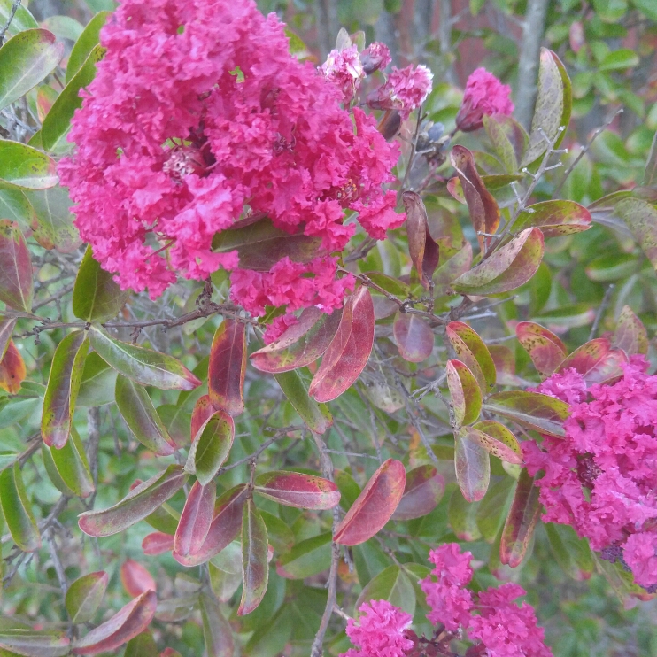 Plant image Lagerstroemia indica 'Twilight'