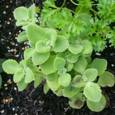 Cuban Oregano