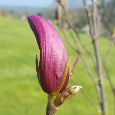 Magnolia 'Susan'