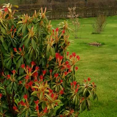 Pieris 'Forest Flame' syn. Pieris floribunda 'Forest Flame'