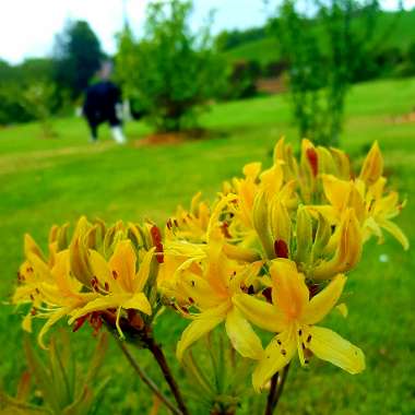 Rhododendron 'Mollis'