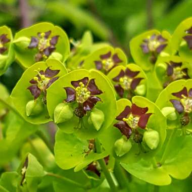 Euphorbia