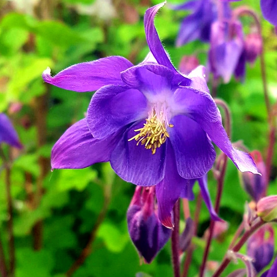 Plant image Aquilegia 'Hensoll Harebell'