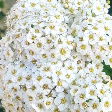 Spiraea prunifolia 'Plena'