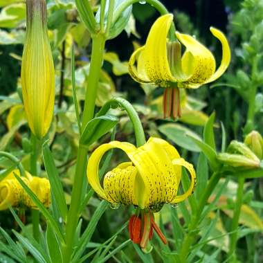 Lilium pyrenaicum subsp. pyrenaicum