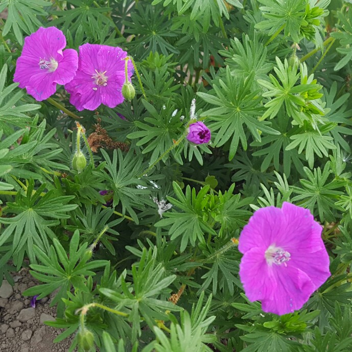 Plant image Geranium sanguineum